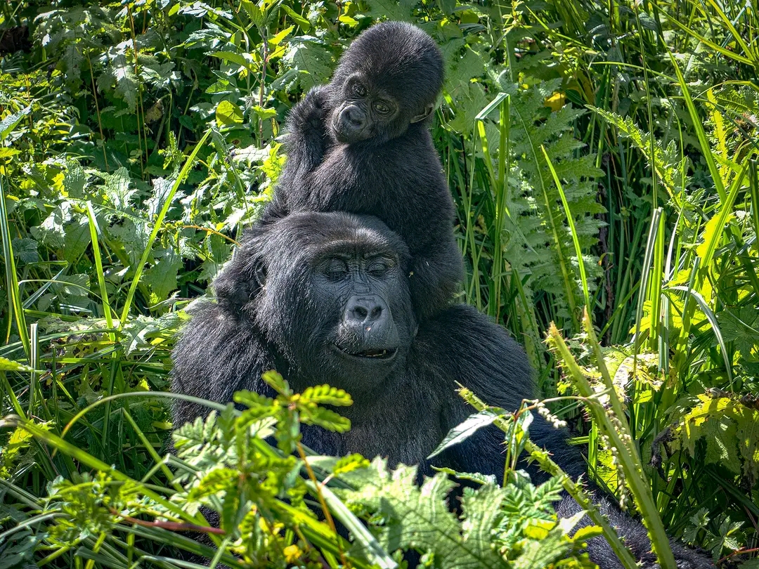 Bwindi Impenetrable National Park