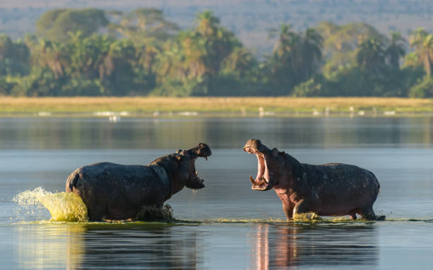 Manyara Safari Image