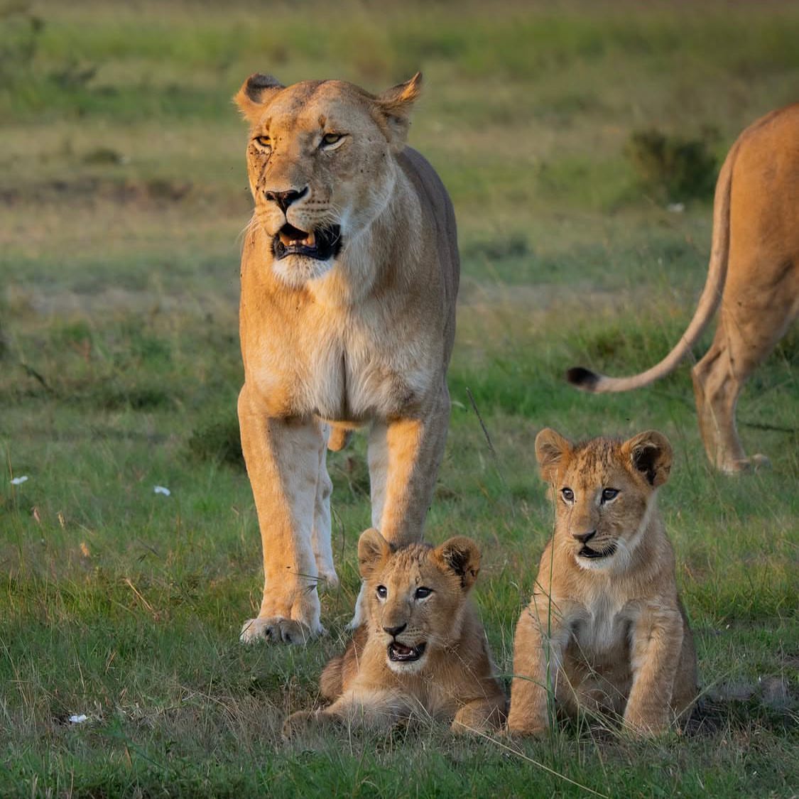 Mikumi National Park