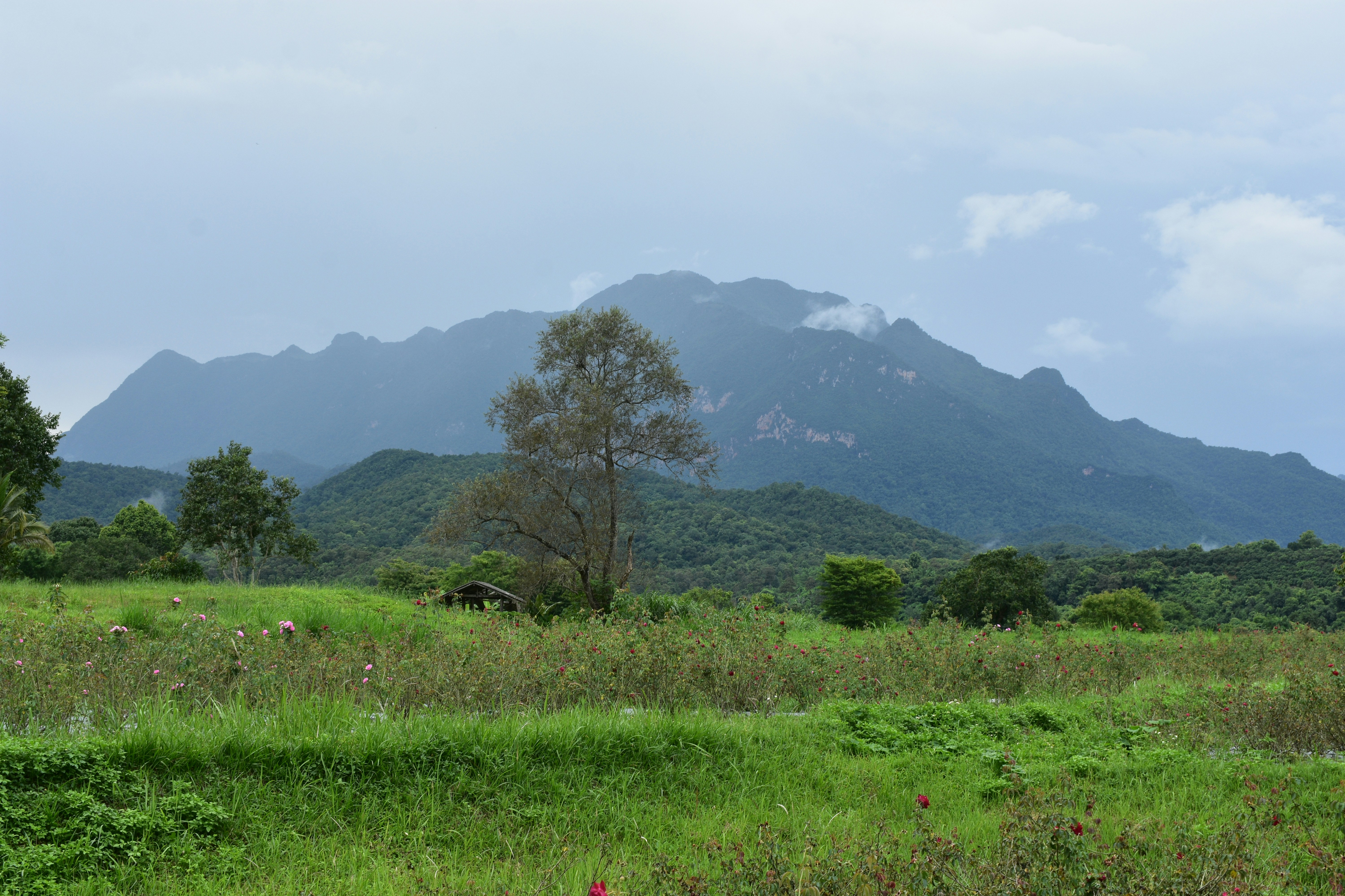 rwonzori Safari Image