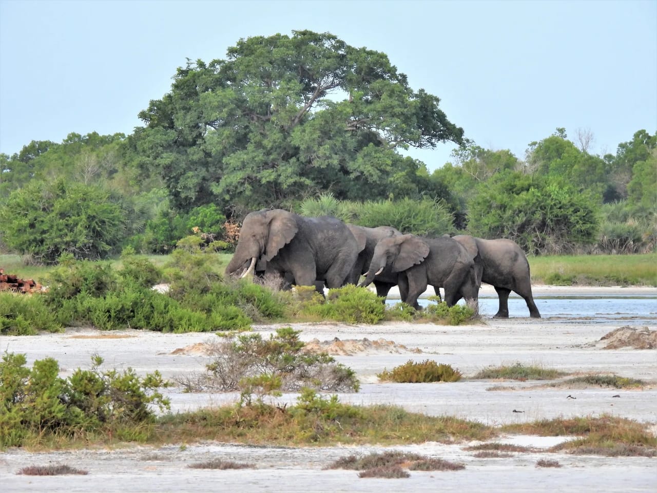 Saadani National Park