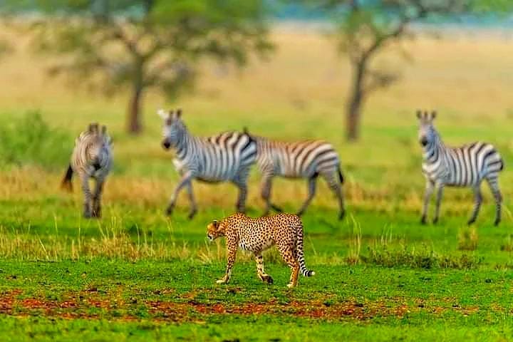 Serengeti National Park